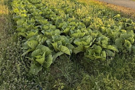 冬野菜が順調に育っています。