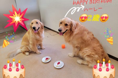 🐶おめでとう🎉