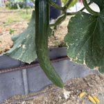 順調に育っています。🍅🥒