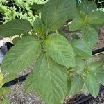 モロヘイヤが植わっています。