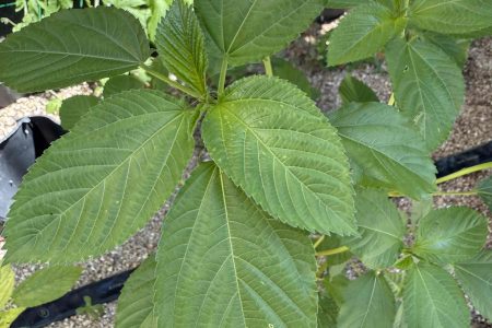 モロヘイヤが植わっています。