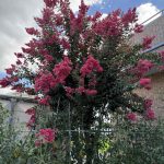 綺麗な花を紹介します。