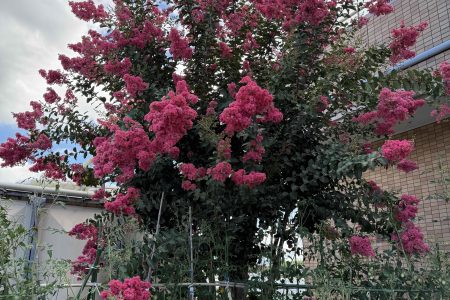 綺麗な花を紹介します。