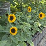 ひまわりが咲いています。🌻🌻🌻