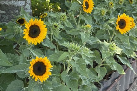 ひまわりが咲いています。🌻🌻🌻