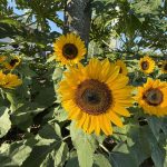 （続）ひまわり🌻