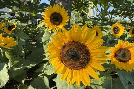（続）ひまわり🌻