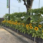（続2）ひまわり🌻