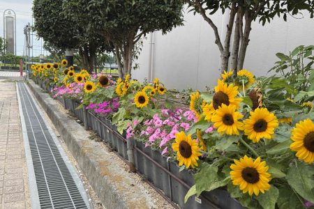 （続3）ひまわり🌻🌻🌻