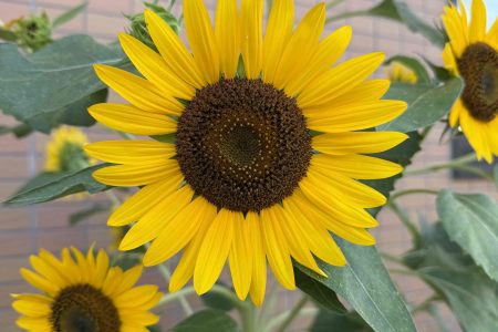 （続4）ひまわり🌻🌻🌻🌻