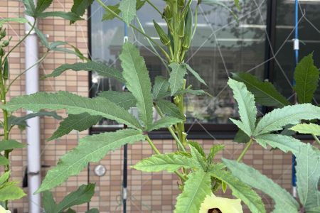 綺麗な花だと思い近づいてみると。