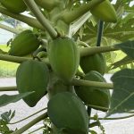 立派な植物が西神の里の入り口にあります。