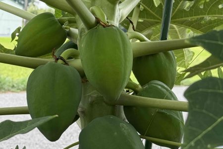 立派な植物が西神の里の入り口にあります。