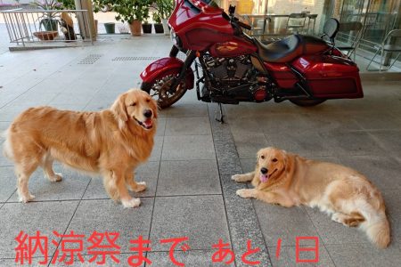 納涼祭1日前