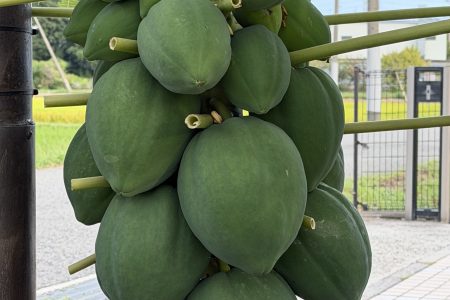 パパイヤが大きく実っています。