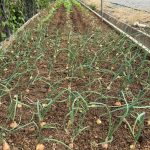 畑の野菜も育ってきています。