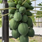 パパイヤが大きく実っています。