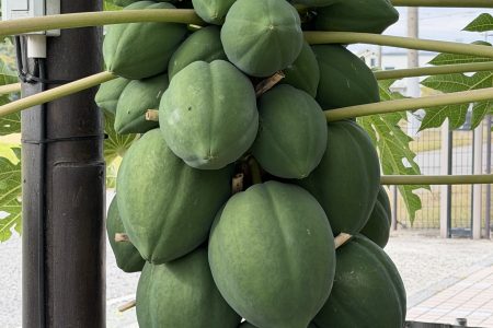 パパイヤが大きく実っています。