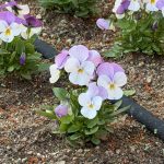 ビオラを植えました。