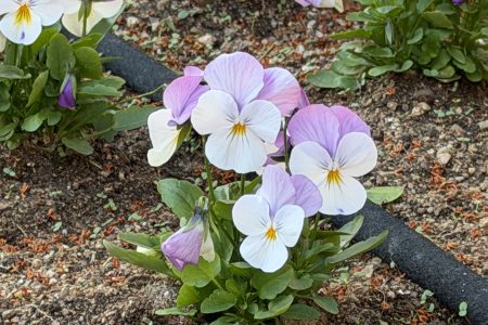 ビオラを植えました。