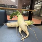 大根を収穫しています。