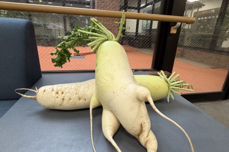 大根を収穫しています。